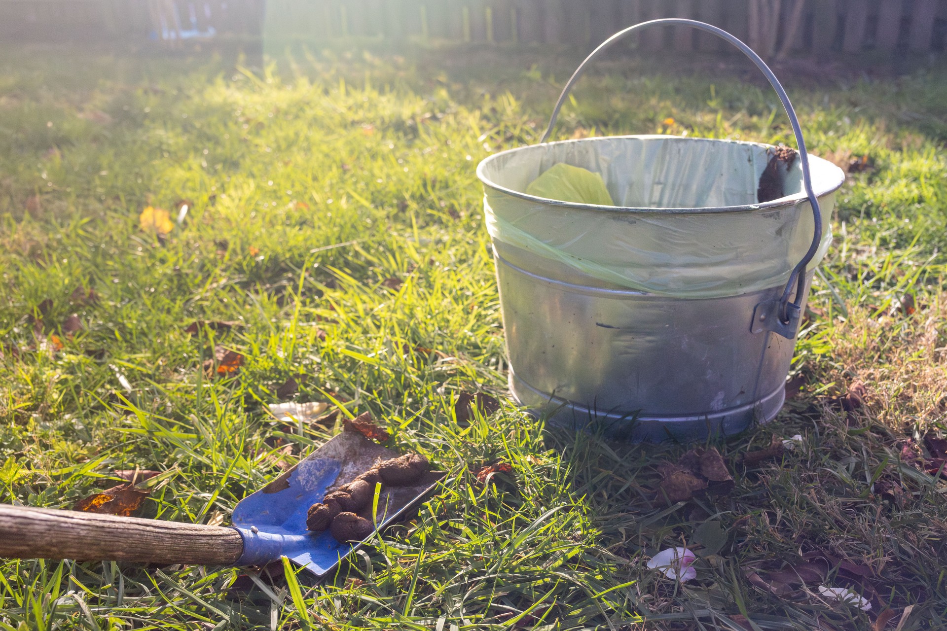 Scooping Dog Poop in Backyard